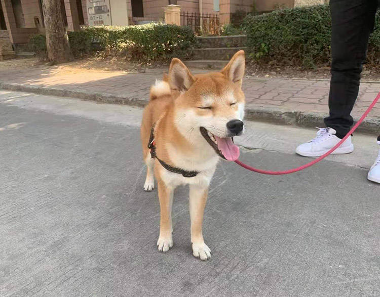 习惯柴犬在家乱拉怎么办？深圳正规训犬基地40天纠正狗狗错误行为