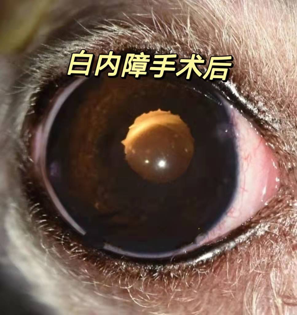 宠主三个月狗狗眼睛变白色菲尔顿再不治就要失明了