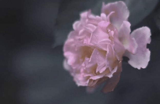 2月9日 2月19日 运势极旺 财运旺盛 运势红透半边天的3大生肖 生活 财富 桃花