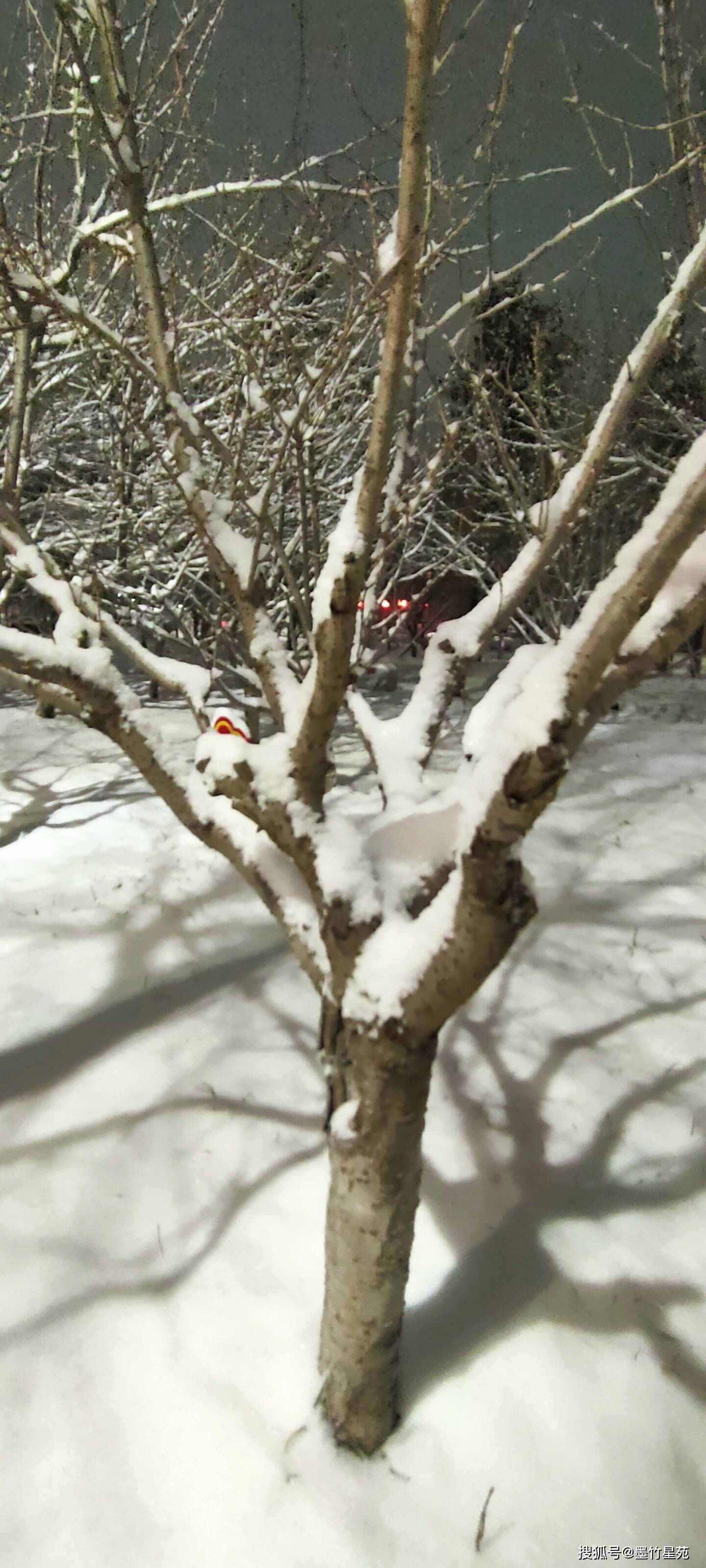 款款深情|【墨竹】多彩的雪