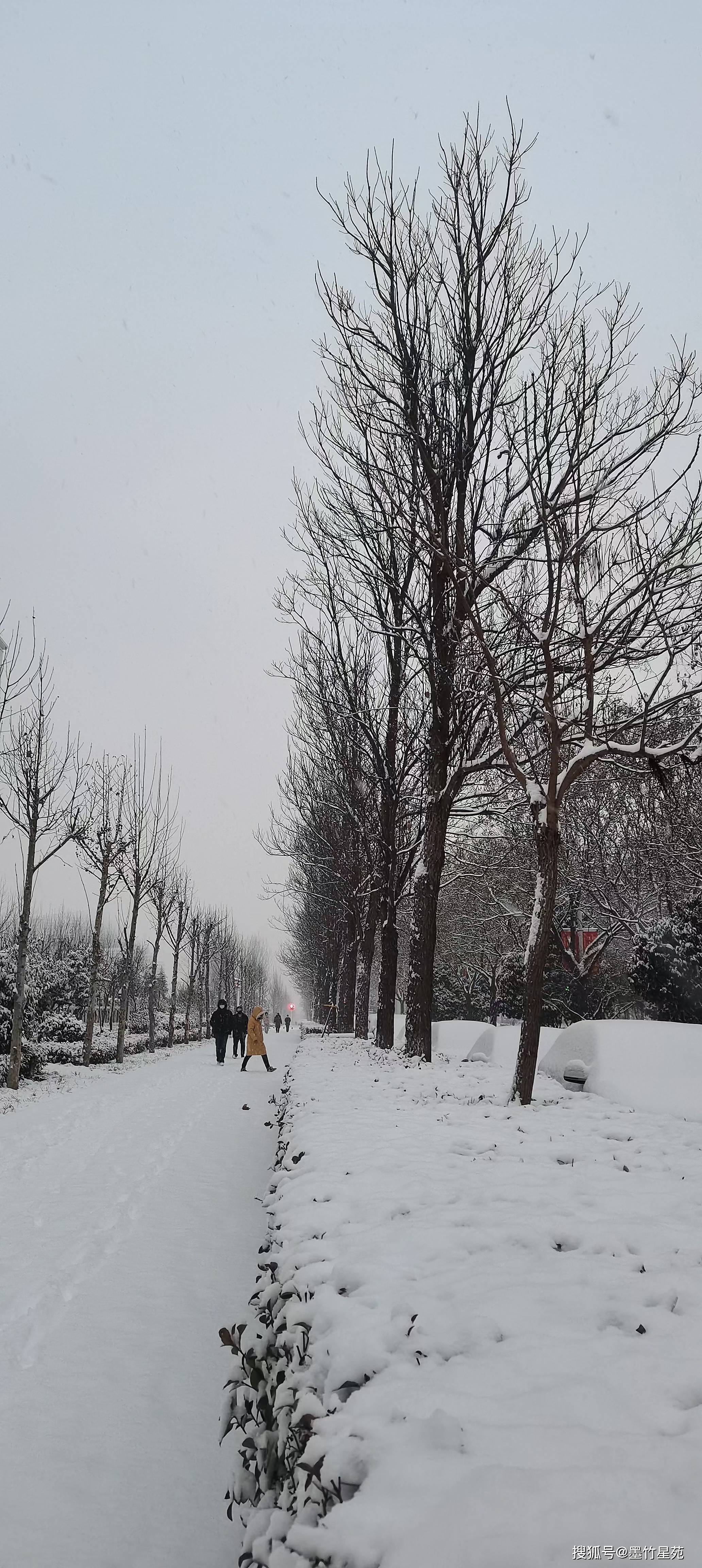 款款深情|【墨竹】多彩的雪