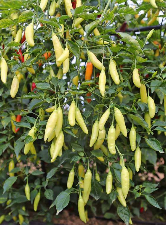 川椒种业:辣椒有多少品种,你知道吗?