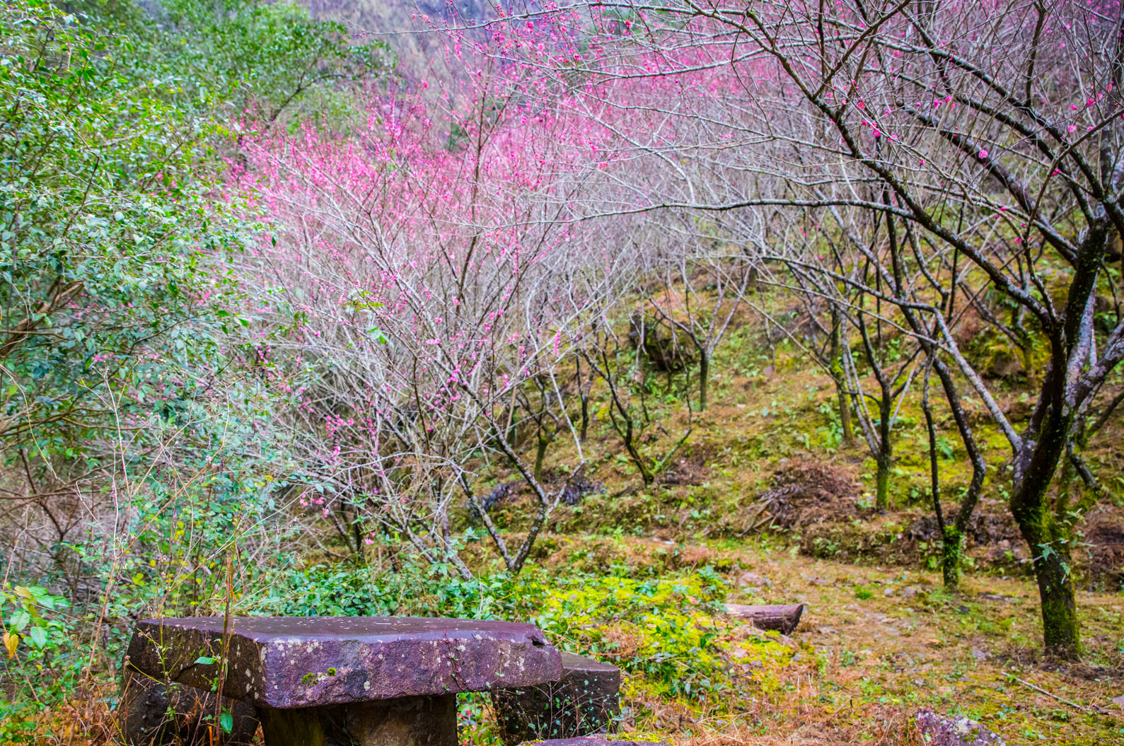 景区|永嘉书院梅花已绽放，空谷传声花香书香，春节前后正当时