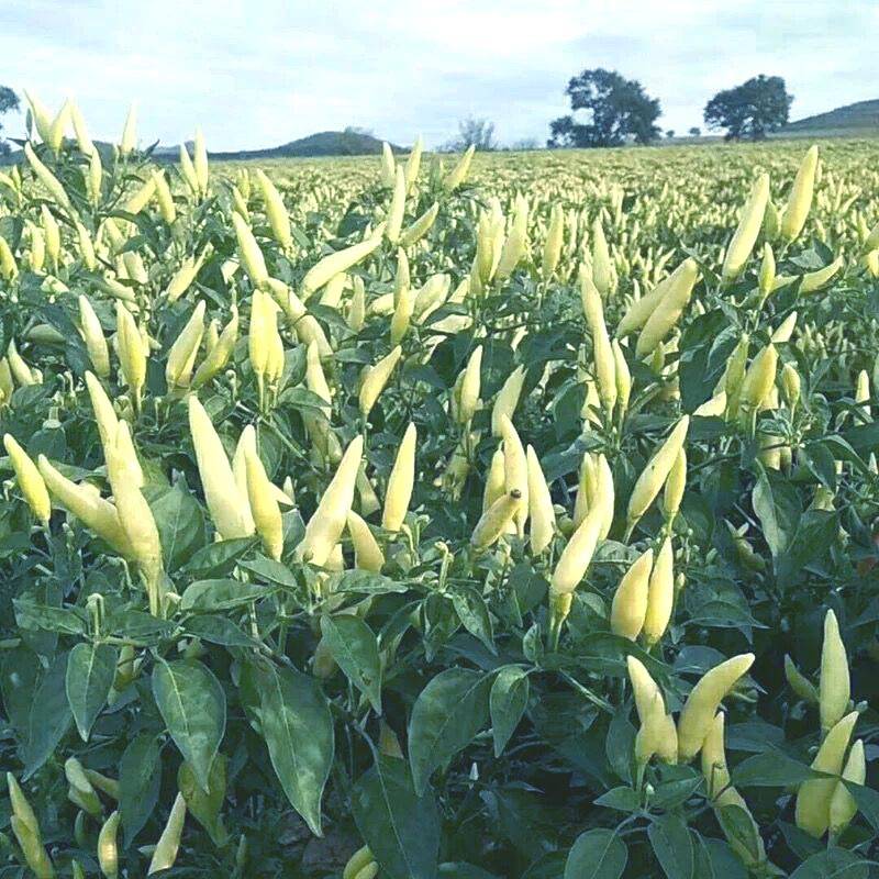 白玉米椒白米椒小泡椒白朝天椒种子_杂交_一代_辣味