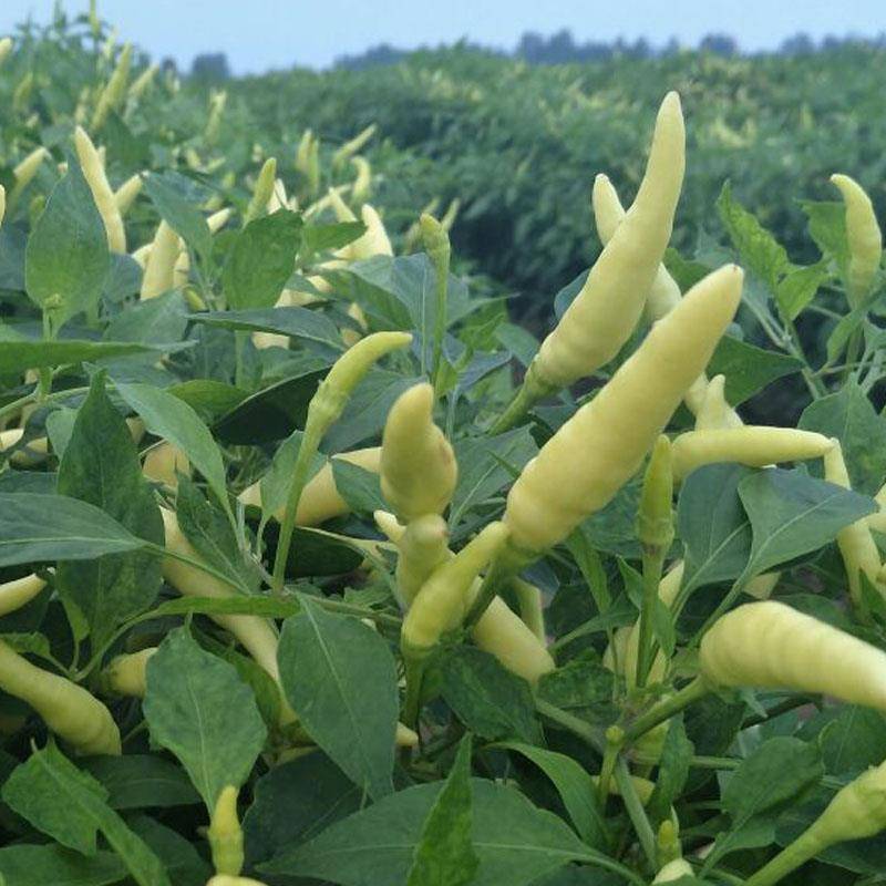 白玉米椒白米椒小泡椒白朝天椒种子_杂交_一代_辣味