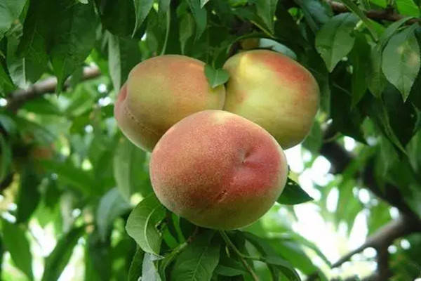 山东东营特产黄河口蜜桃