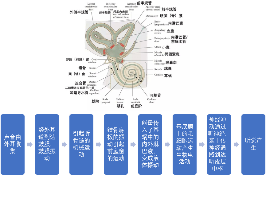 小鼠耳蜗解剖结构图片