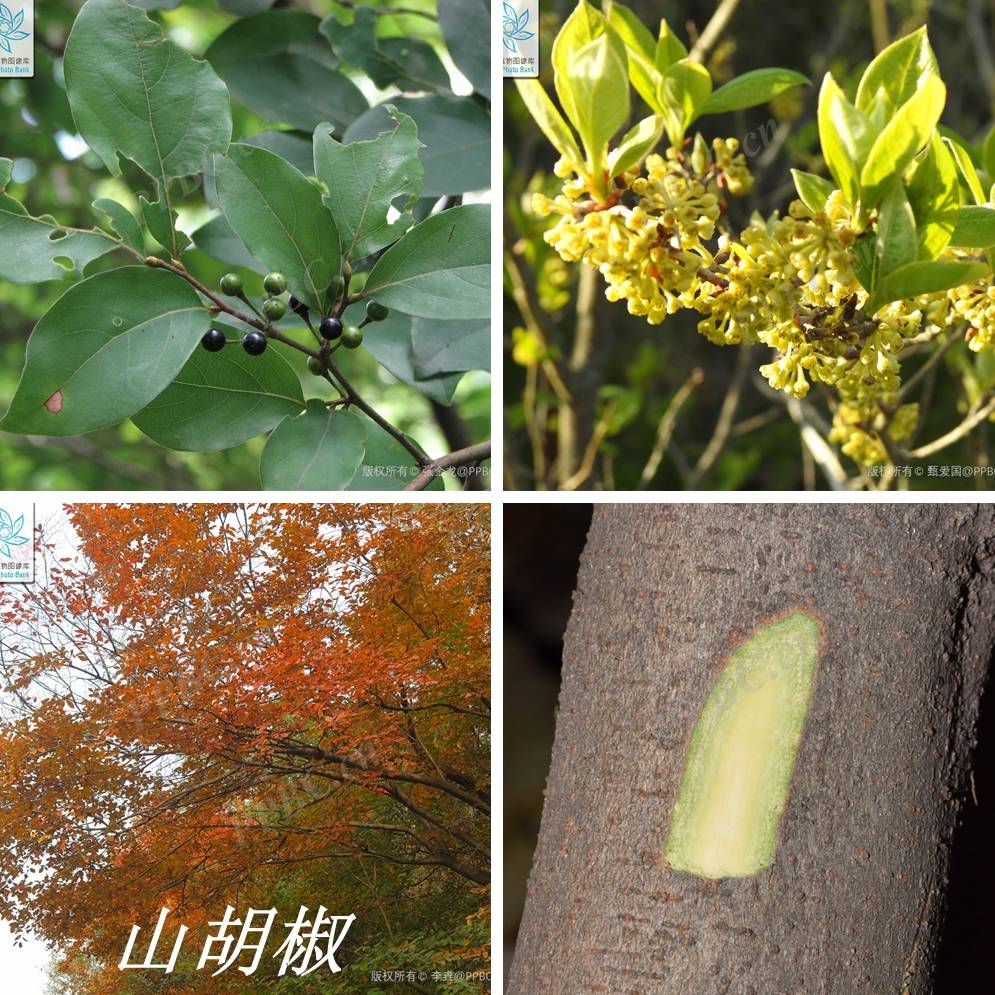 诗经里的植物辨识十六杻或是流苏树