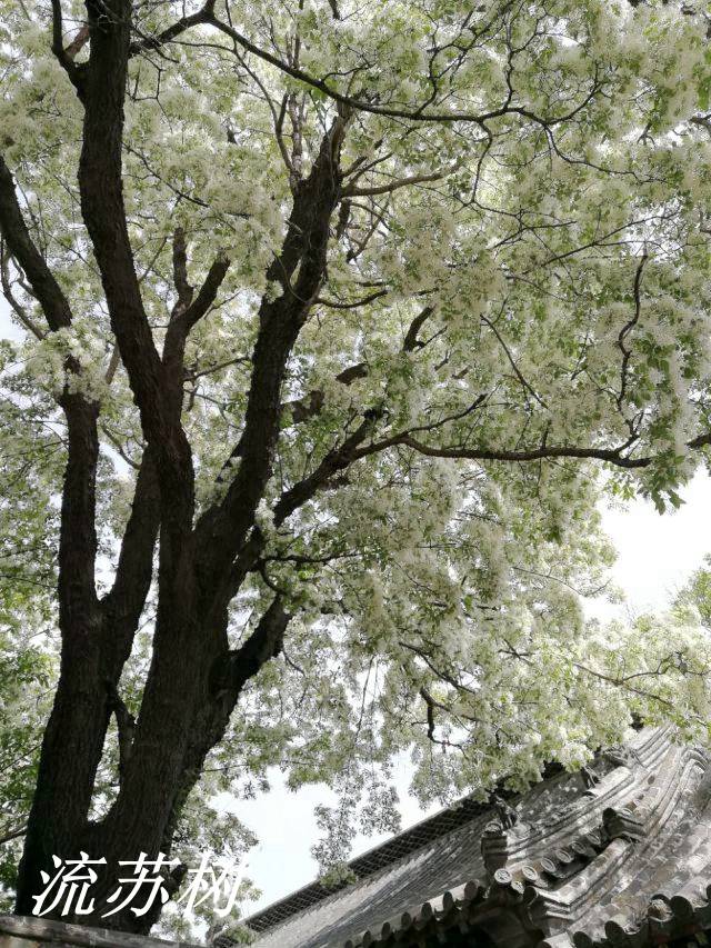 山胡椒,檵木和流苏树,都不能完全符合郭璞和陆玑和所说"檍"的特征