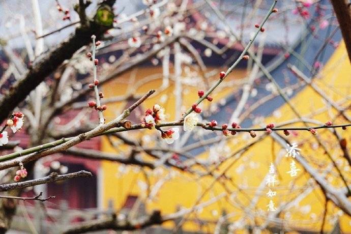 景区|正月十五元宵节，灵隐寺礼佛随拍到几张梅花