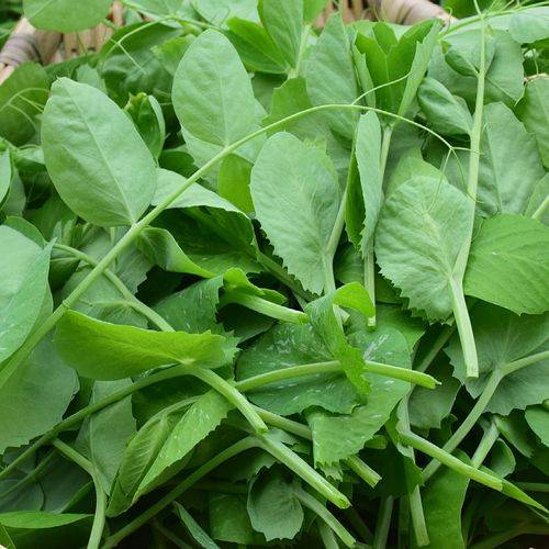 痛风患者可以吃豌豆苗吗?痛风患者可以吃豌豆尖吗?_食用_食物_维生素