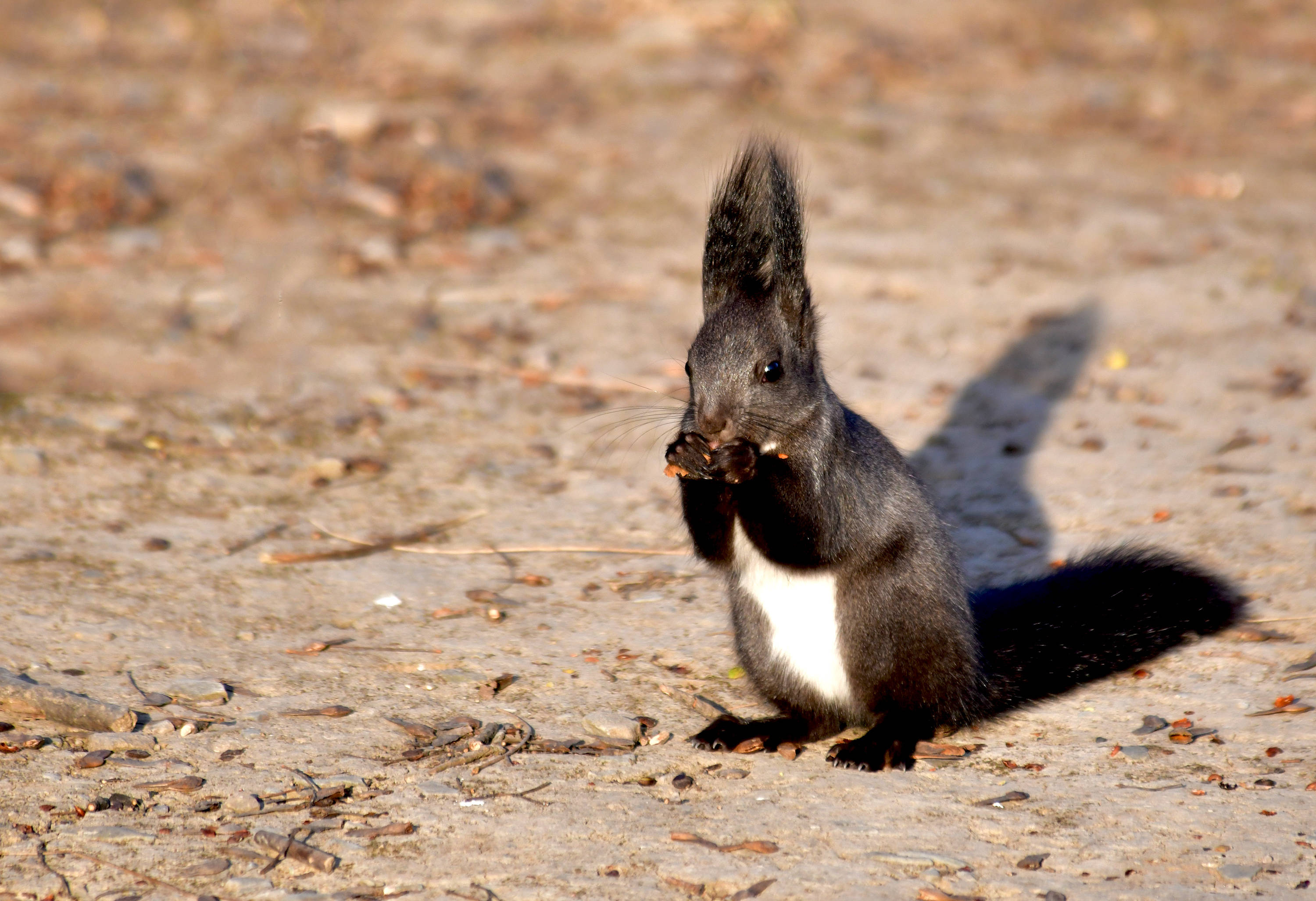 冬日暖阳下的黑松鼠