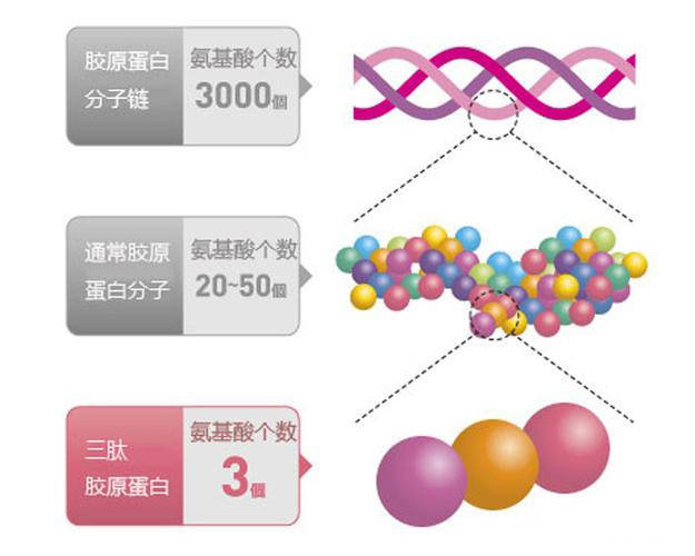 分子小分子胶原蛋白肽是什么神奇技术？为什么被瑞士人用来做成RST肌活液？