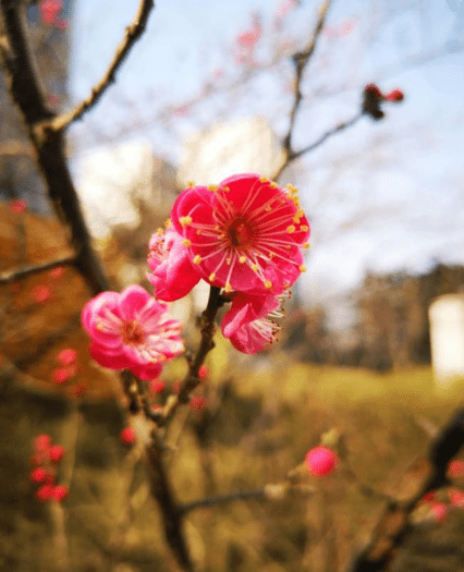 是一种|花花物语|坚贞红梅 只把春来报