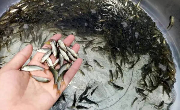 鱼苗_池塘_水温