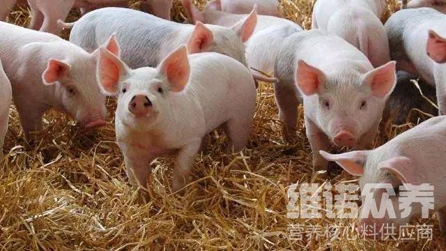 四十天的小猪吃什么饲料,猪饲料的正确喂法_养殖_猪仔_配方