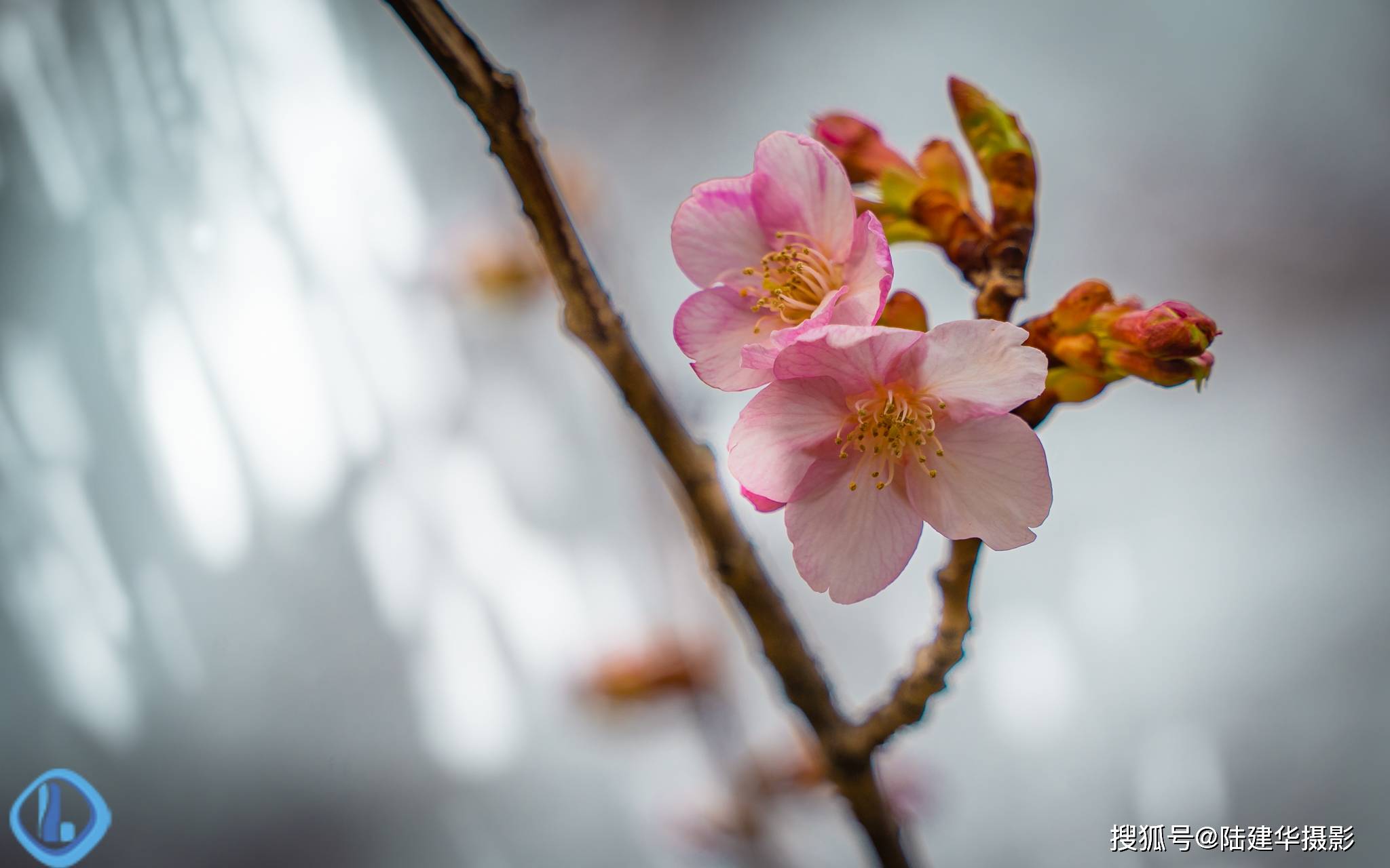 太湖|樱花说该我登场了，春暖花开时我不会缺席