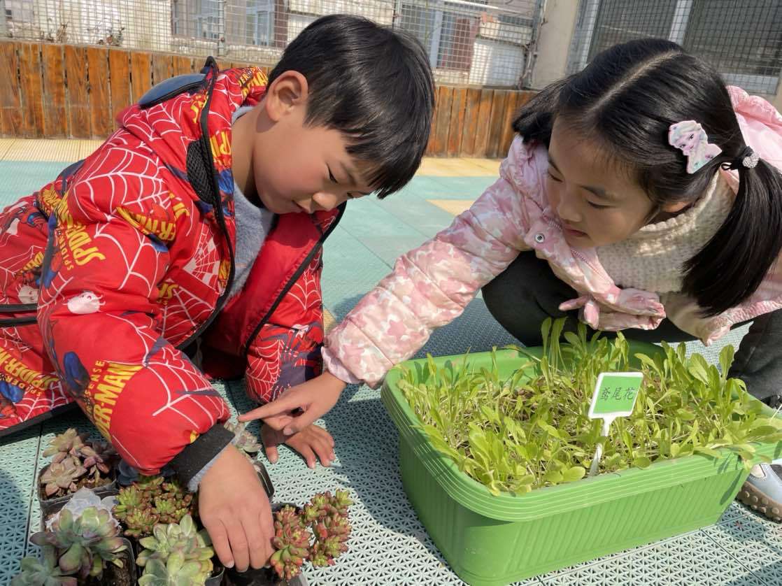 古幼萌娃护绿植 ——记古幼萌娃植物种植观察活动_小苗_幼儿园_惠济区