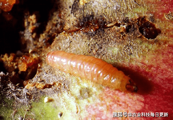 图说梨小食心虫丨梨小食心虫寄主范围,为害症状_https_com_幼虫