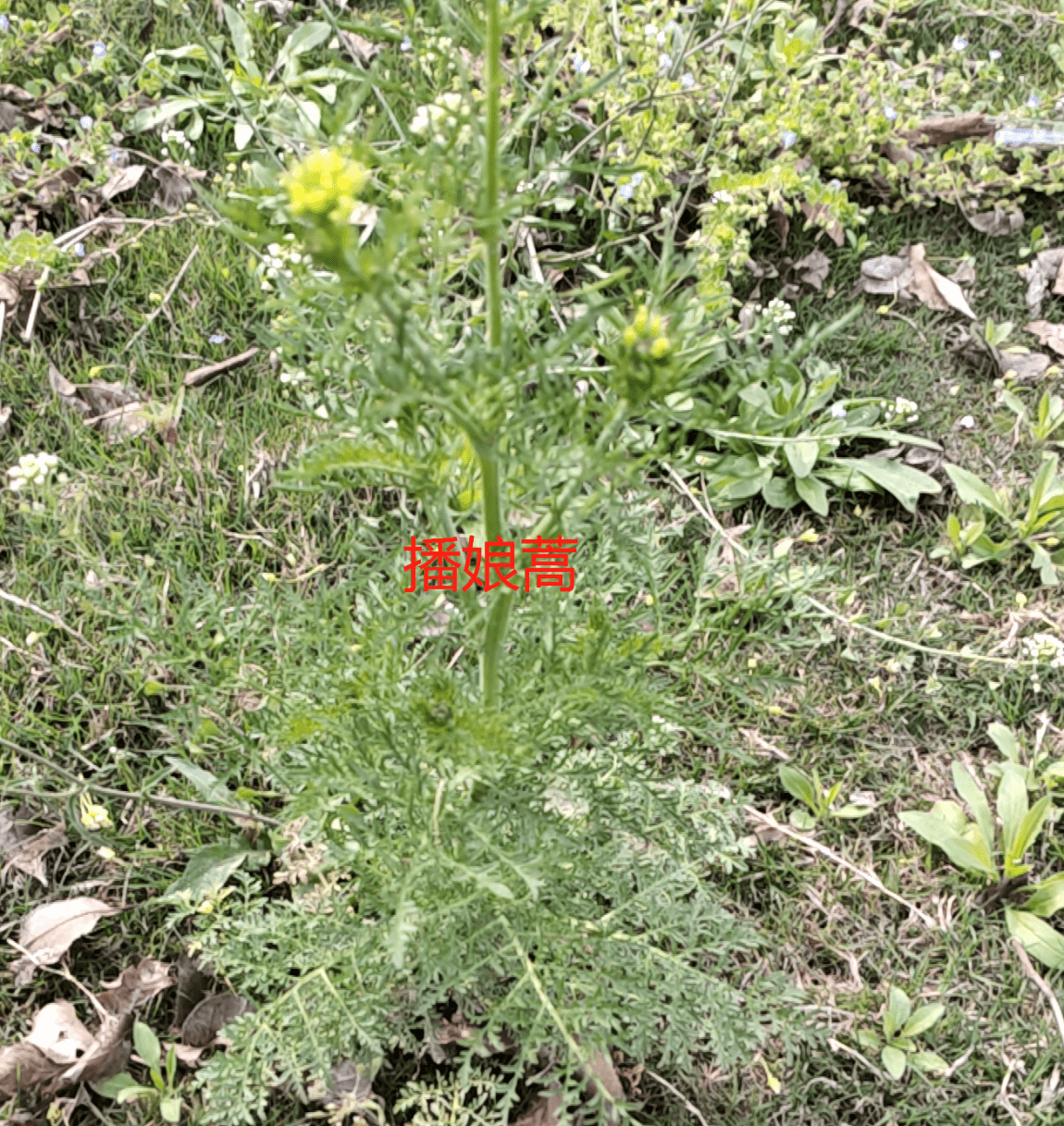 阔叶杂草高清识别图谱（附春季除草方案）_可使用_草坪_林咏淇