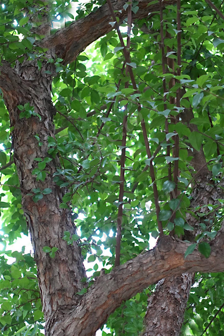 诗经里的植物辨识二十双重身份柞木属之柞栎棫