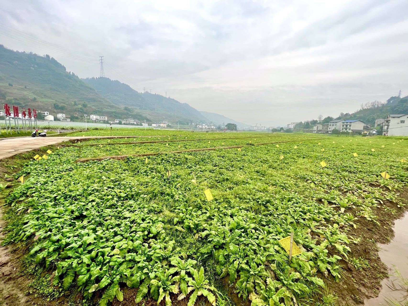 原创重庆綦江不负农时蔬菜基地全面进入春耕备播