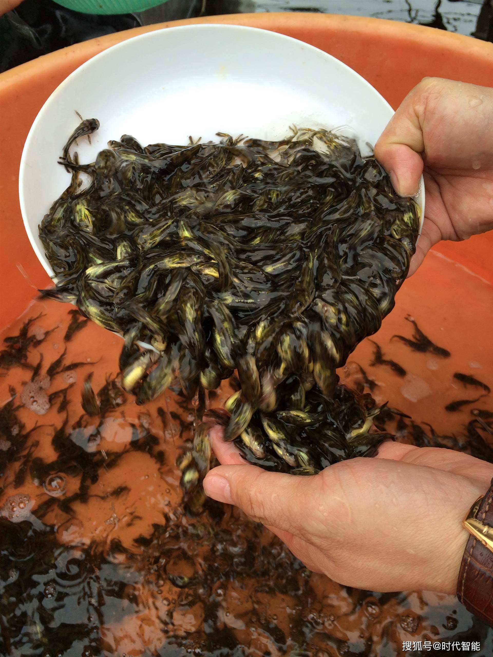 湖北源福生态农业有限公司成丰养殖黄骨鱼养殖教你黄骨鱼该怎么养