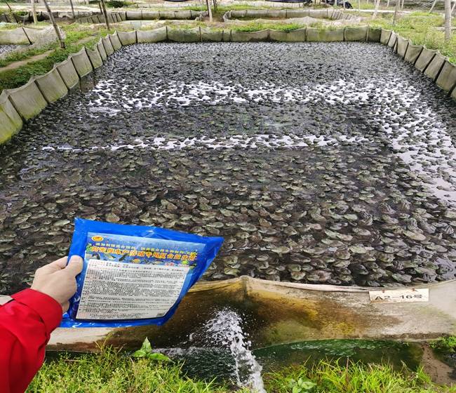 養牛蛙用高密度水產養殖專用複合益生菌水質改善後死亡率大幅度降低