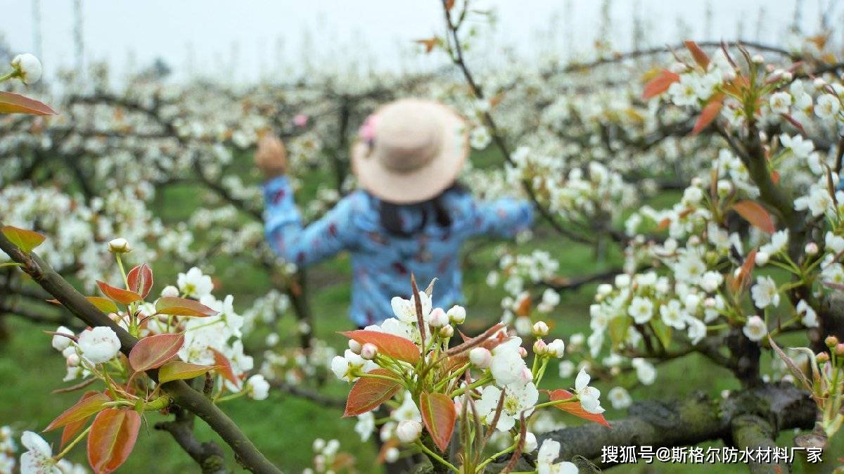 斯格尔防水祝黄瓜山梨花节盛大开幕