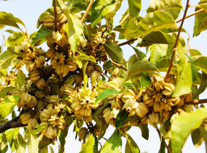 使得风能够将果实带到离母树很远的地方,但是亿万年来,翅果油树的果实