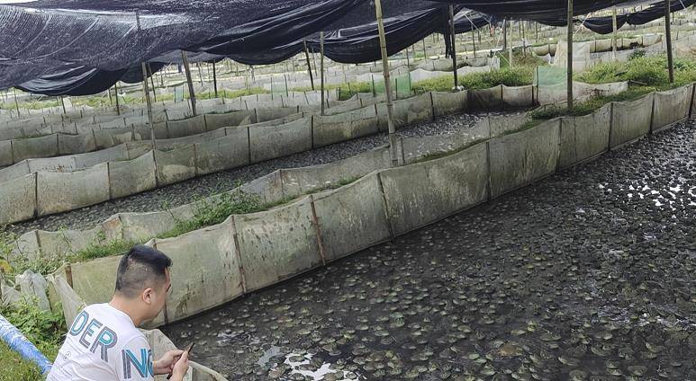 運用微生物技術養殖牛蛙好處多