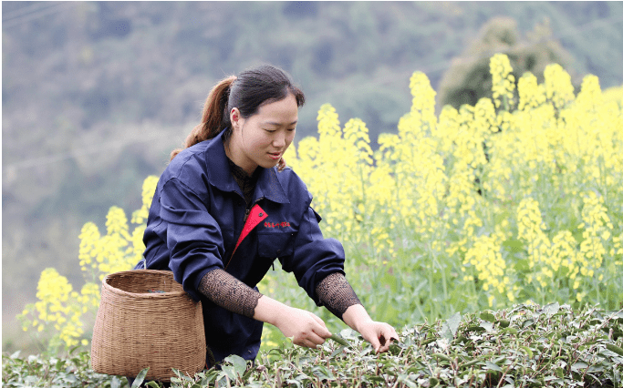 采摘完后,他们将采摘的茶叶交到茶厂,一天能挣100多元的工资