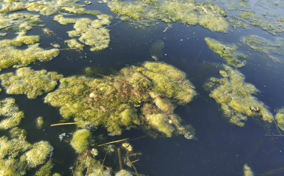 稻田养虾青苔问题浅析