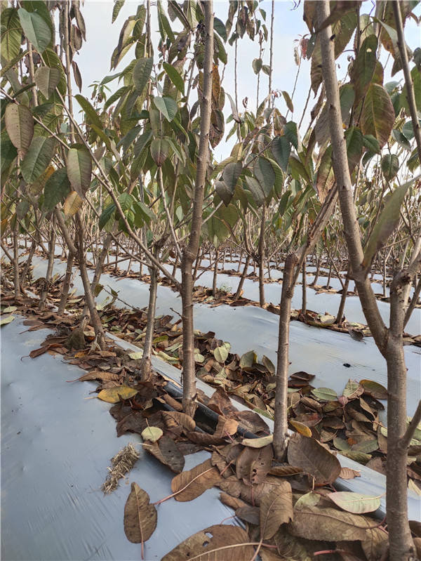 3公分吉塞拉矮化樱桃树苗当年种植当年结果土球包装成活率高