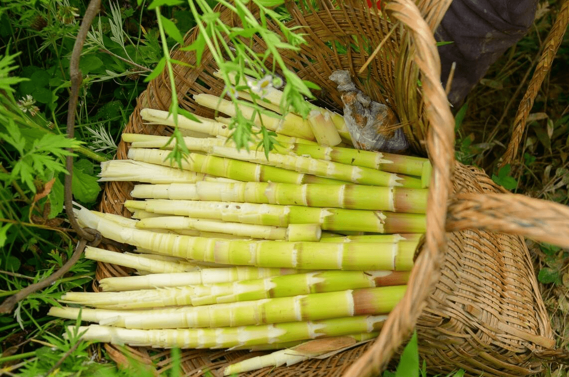 百合|明日春分，再忙也别忘吃“3菜3果3芽”，应季而食，助你安然度春