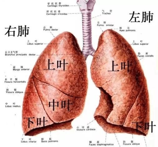 肺左二右三图片