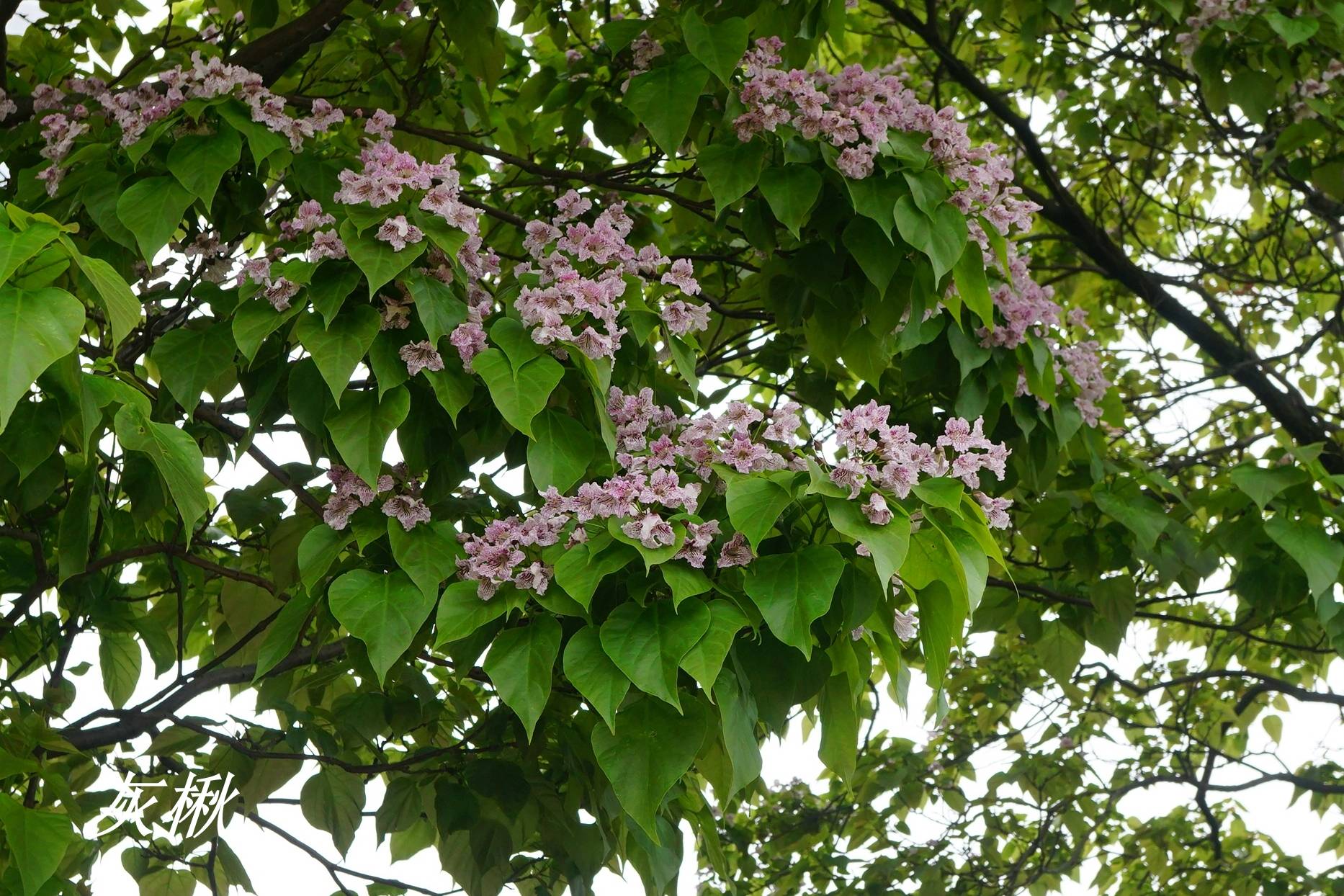 诗经里的植物辨识二十四楰是灰楸