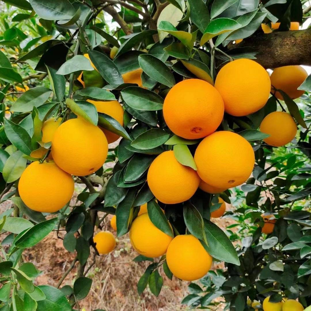 脐橙施用什么鱼蛋白肥