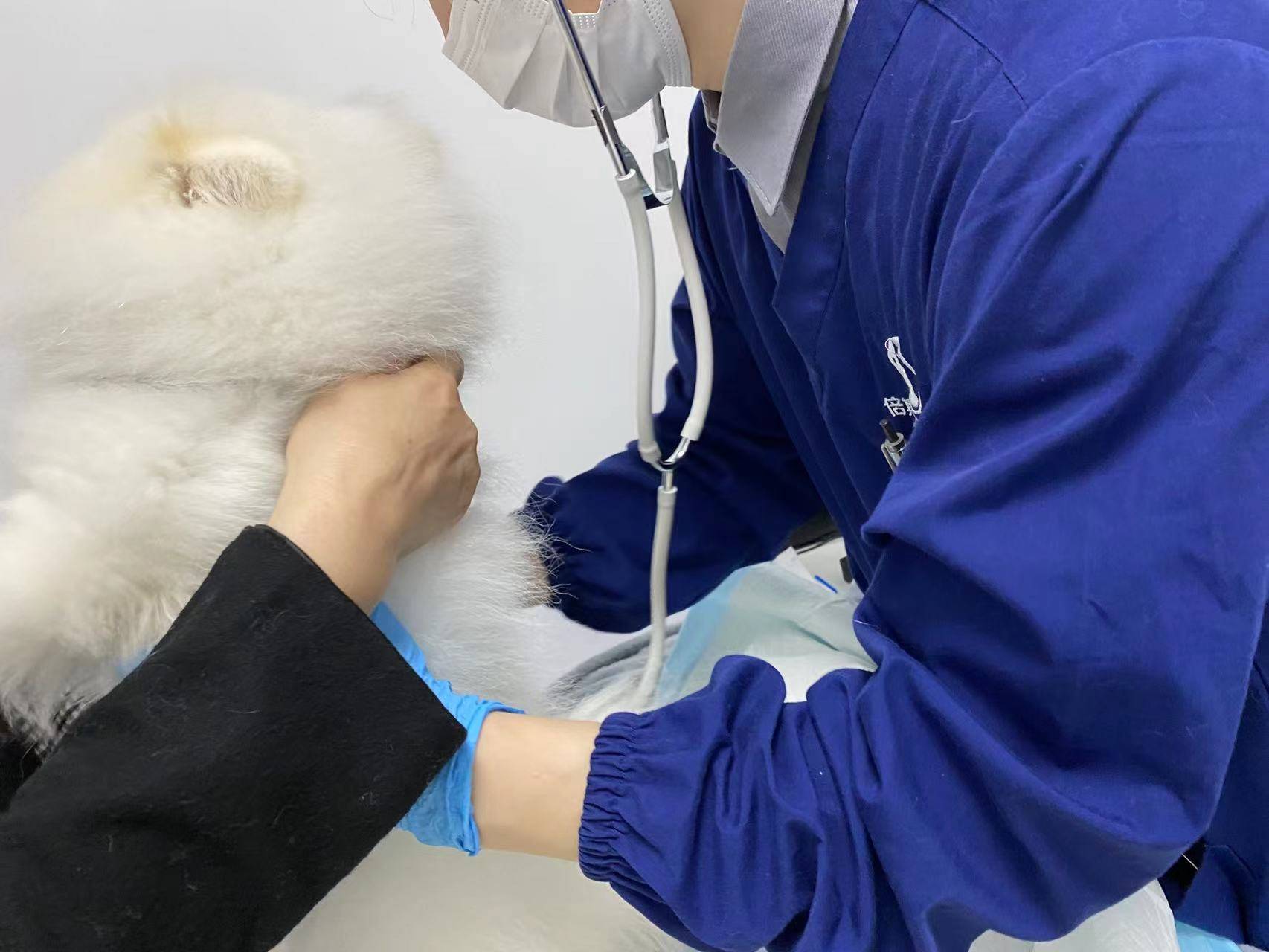 小博美迎来狗生第一次体检