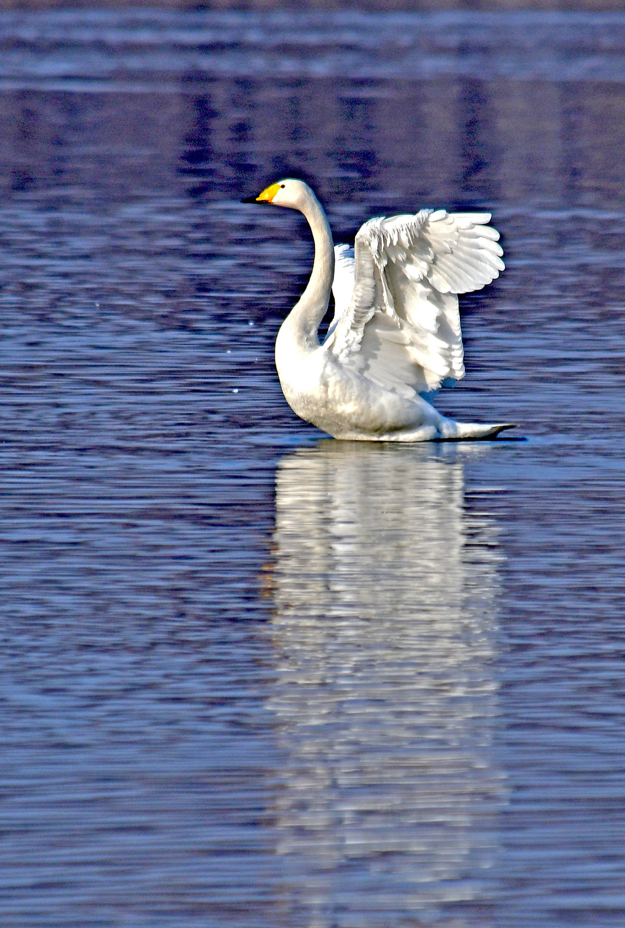 大天鹅上羽毛洁白的大鸟