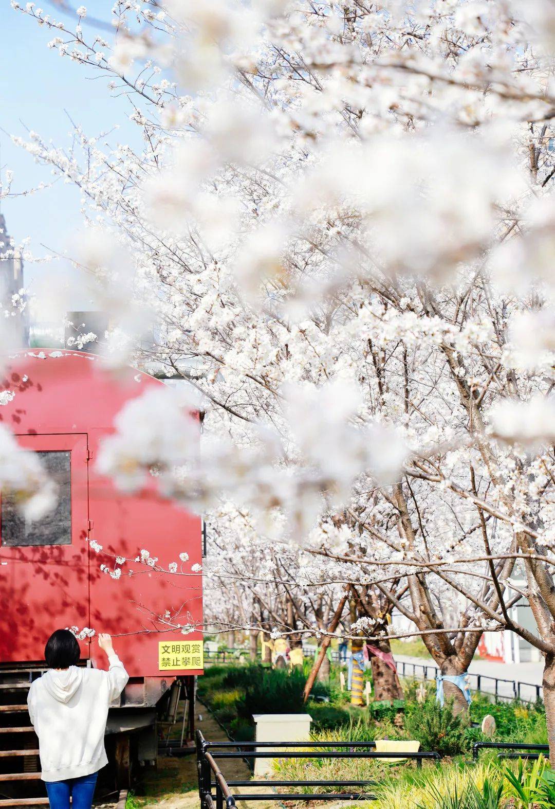 杭州空港新天地樱花图片