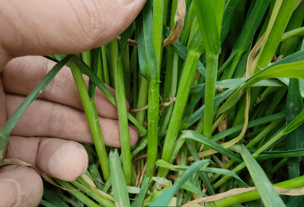 小麦增产新技术拔节期喷施云雅收每亩可增产200斤