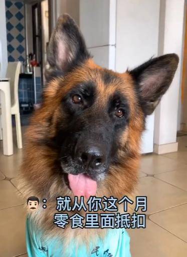 糯米:既当保姆又当保安,还是警校毕业的公务员_主人_时候_警犬基地