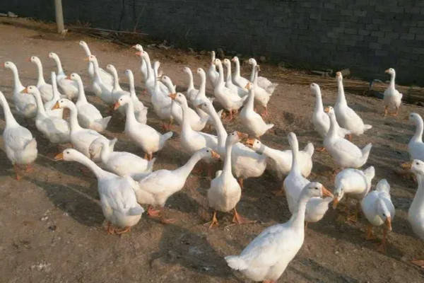 特产早知道——西昌钢鹅_调研_加工_繁育