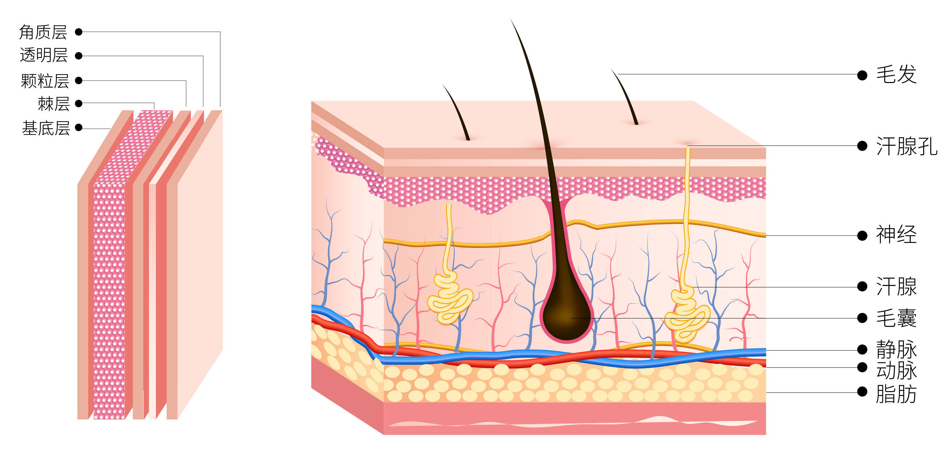 皮肤表皮由于缺乏血管,需通过真皮层渗透的组织液进行物质交换和新陈