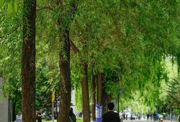 小編還了解到,在軟科中國大學專業排名中,該校的林產化工,森林工程