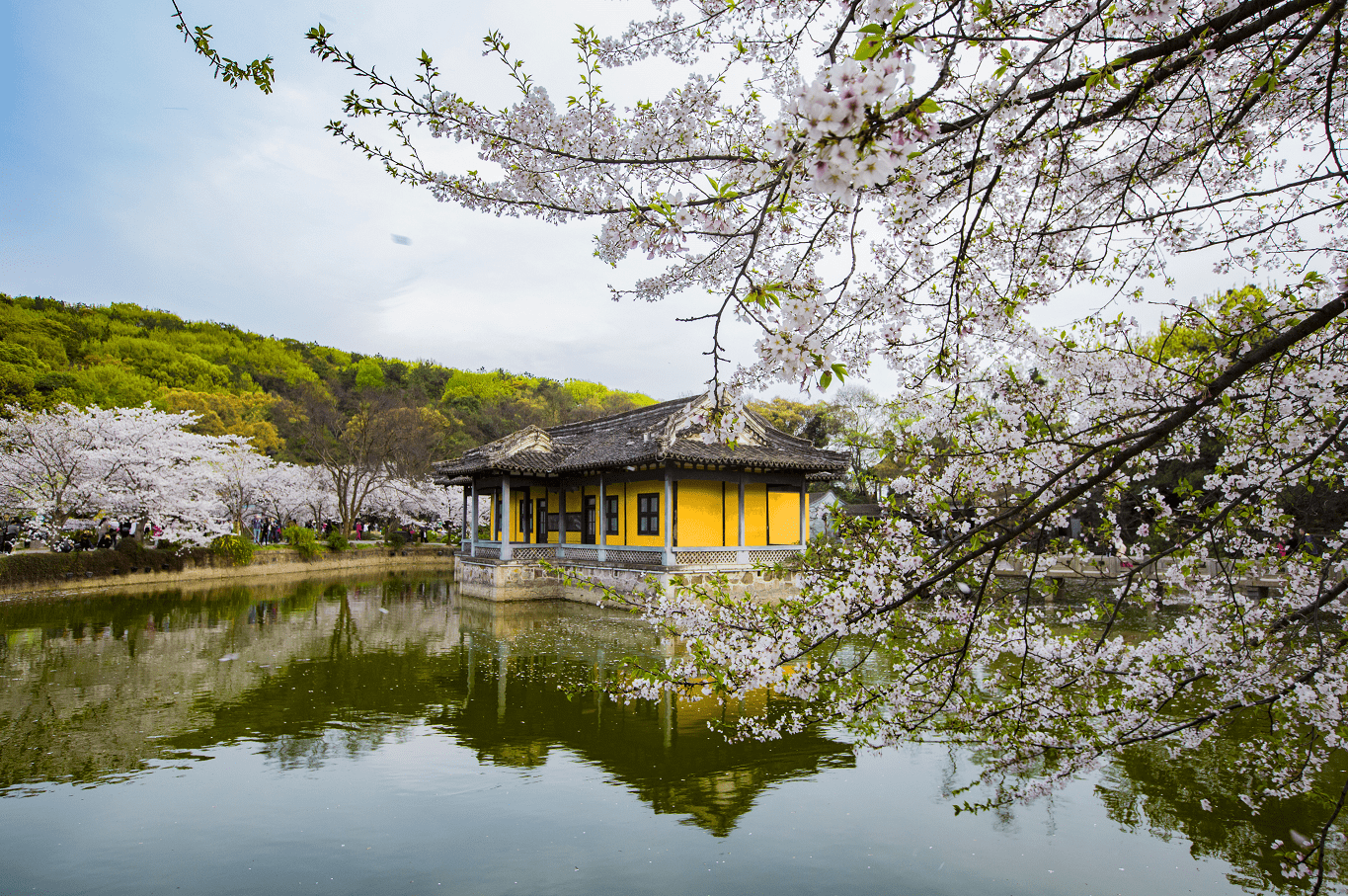 长广溪湿地公园樱花图片