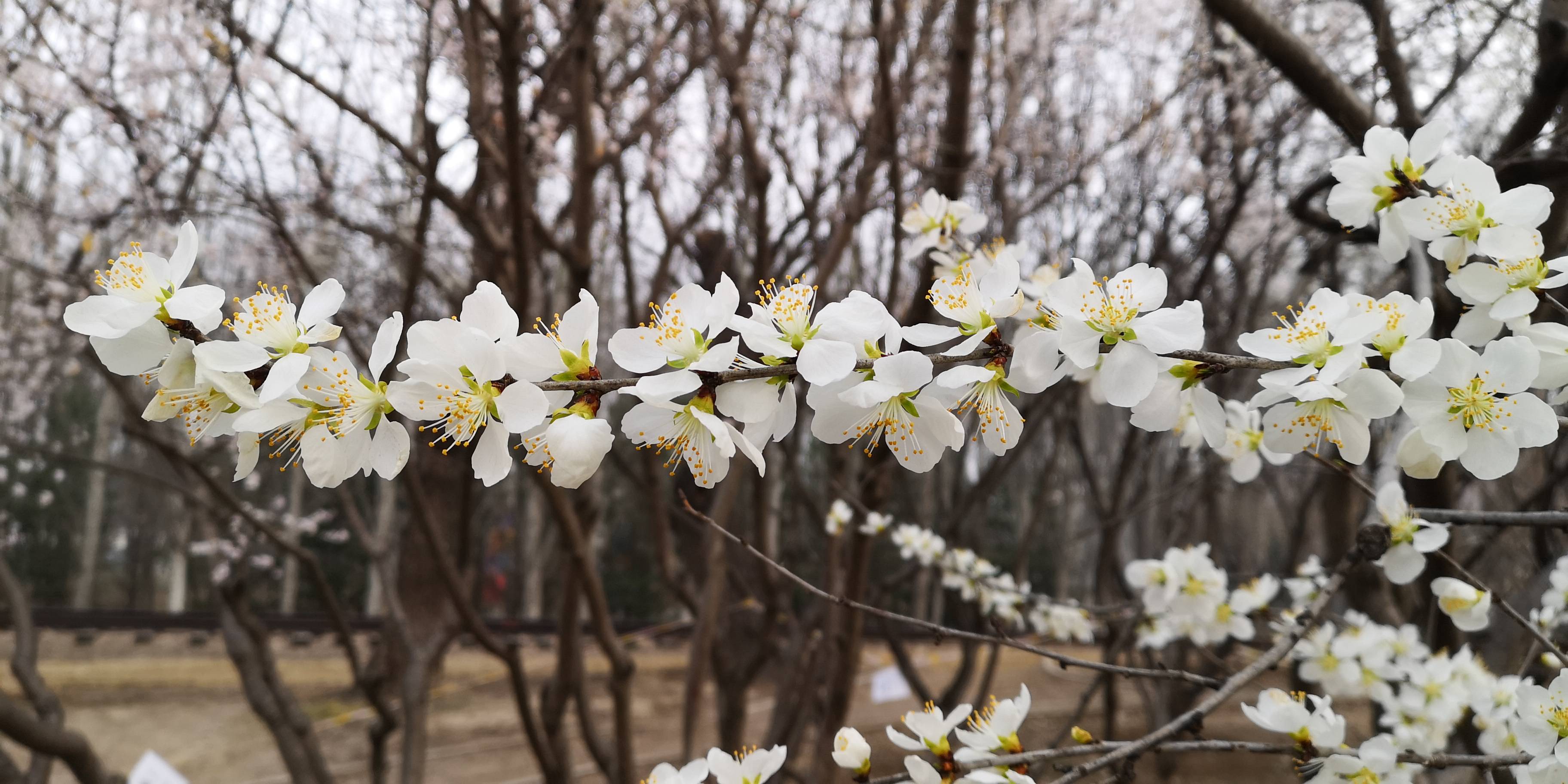 现在 挖野菜吃野菜的季节挖的野菜怎么吃呢 食用 蒲公英 荠菜