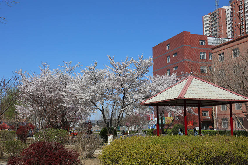 图说贺阳:樱花玉兰盛开的保定理工学院_校园_鸟语花香_环境