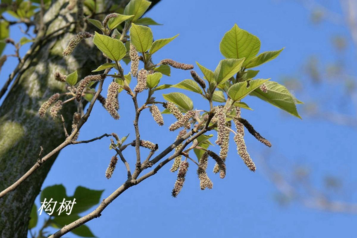 在《中國植物誌》裡,除了構樹以外,還有一種構屬植物